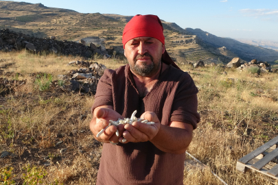 Doğada kendiliğinden yetişiyor, fiyatı altınla yarışıyor