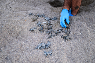Antalya Lara’da caretta caretta yavruları denizle buluştu