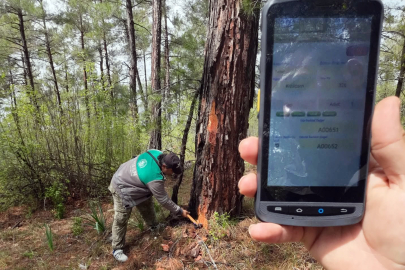 Ağaçlara dijital kimlik