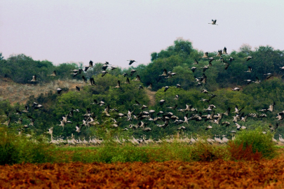 Çukurova Deltası, kuşların sessiz dünyasına ev sahipliği yapıyor