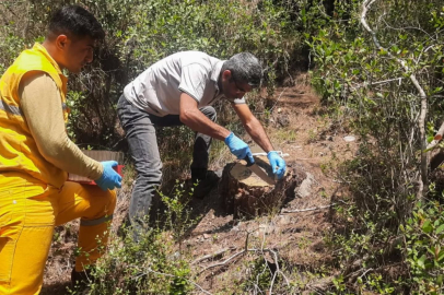 Orman dengesi böceklerle korunuyor