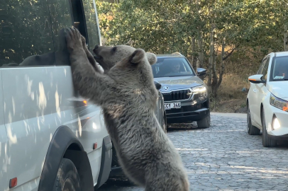 Nemrut Krater Gölü’nde ayıya ekmek veren vatandaş, saldırıdan ucuz kurtuldu