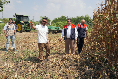 Altın sarısı taneler ekonomiye can katıyor