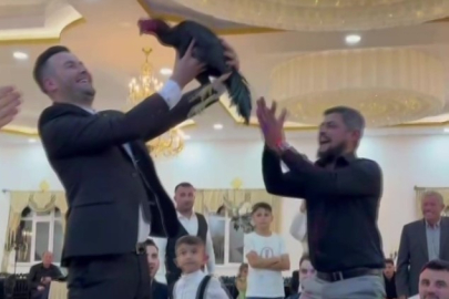 Amasya düğününde damada 250 Bin TL’lik Hint horozu hediye edildi