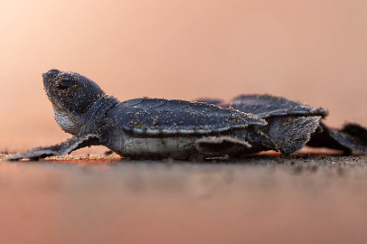 Denizlerin kadim misafirleri için koruma seferberliği