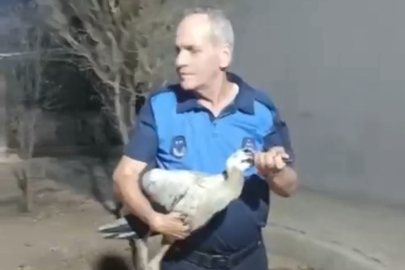 Reyhanlı’da bitkin halde bulunan leylek koruma altına alındı