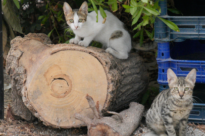 Seyhan Belediyesi’nden sokak hayvanlarına önemli adım: Kısırlaştırma seferberliği
