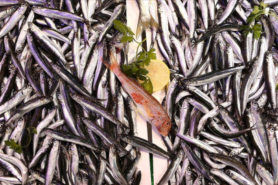 Yeni av sezonunda hamsi kotası 400 bin ton olarak belirlendi