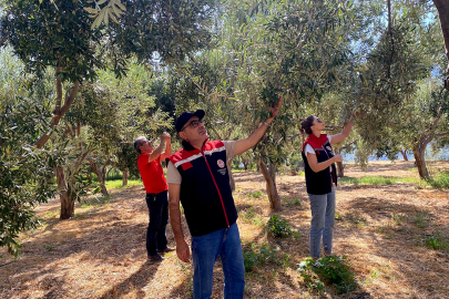 Zeytin üretiminin geleceği için verim ve kalite tespiti