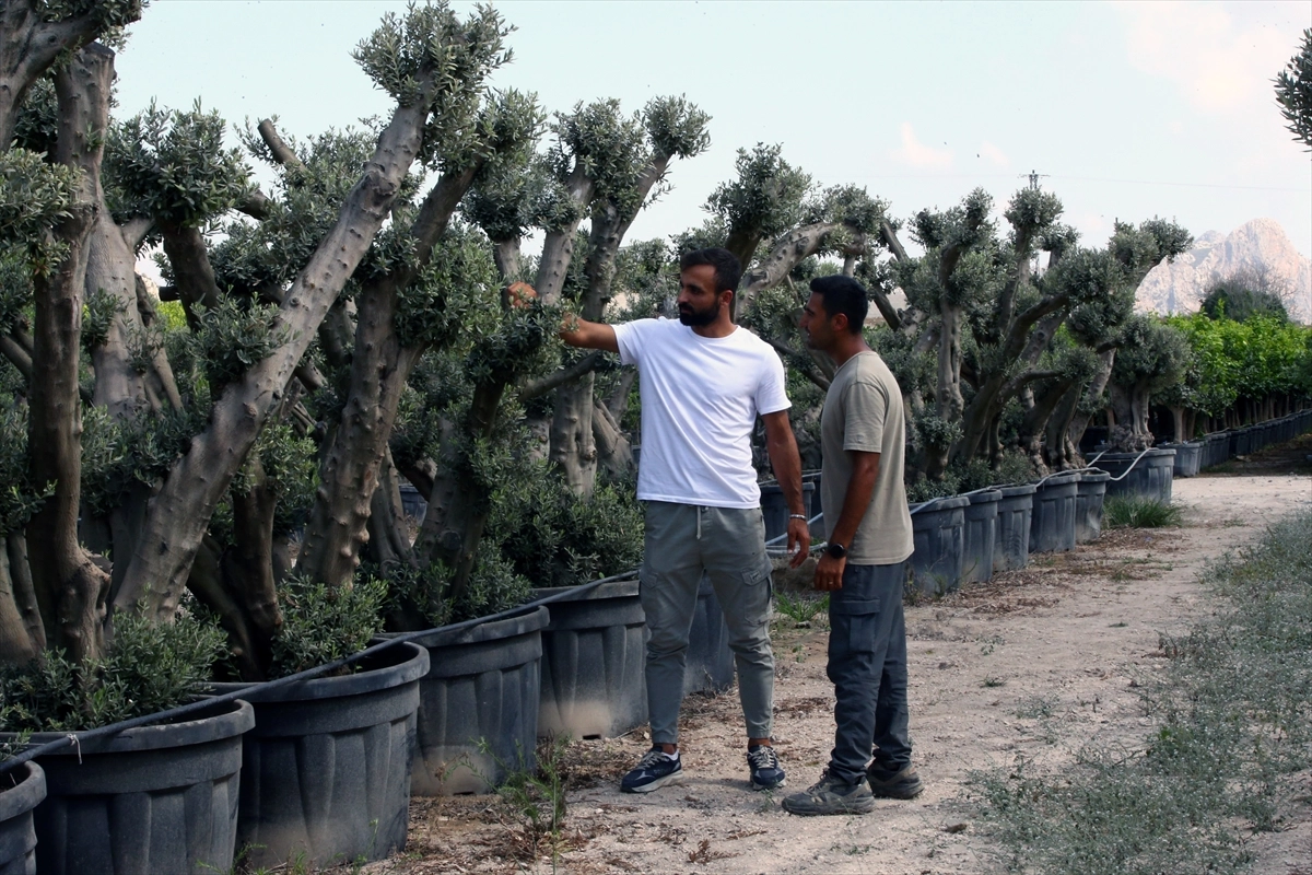 Adana'da verim alınamayan zeytin ve narenciye ağaçları dekoratif ürünlere dönüştürülüyor