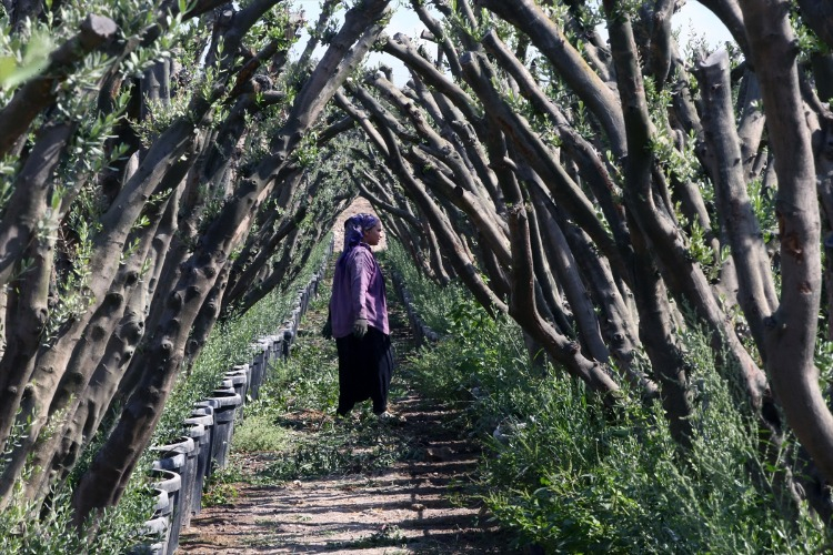 Şahin, hazırladıkları ürünlere ilginin her geçen gün arttığını ifade ederek, şöyle konuştu: