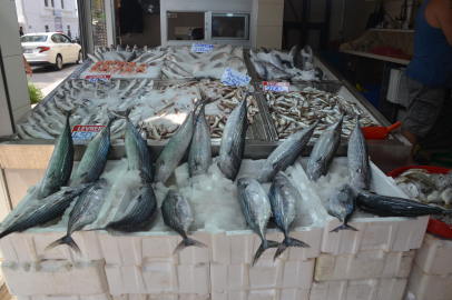 Sinop’ta torik balığı piyasası canlandı: Tanesi 800 TL