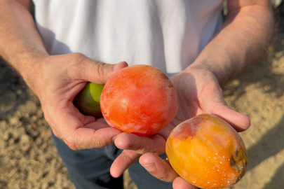 Adana’da cennet hurması üreticilerine uyarı: Akdeniz meyve sineğine dikkat