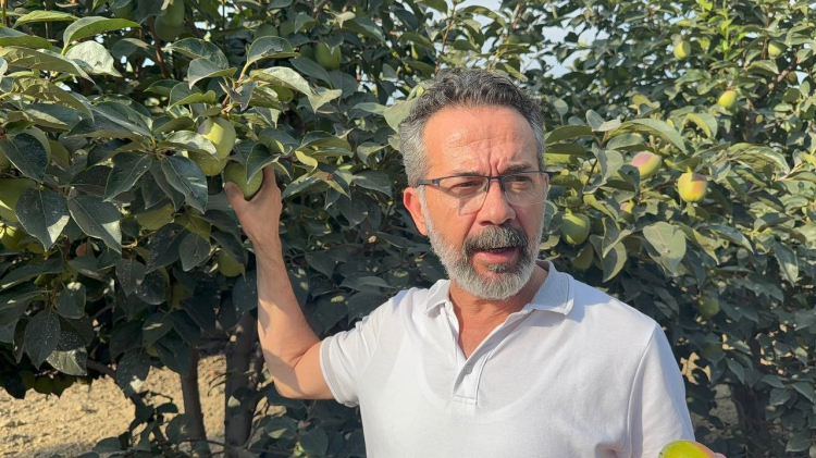 Adana’da cennet hurması üreticilerine uyarı Akdeniz meyve sineğine dikkat 2