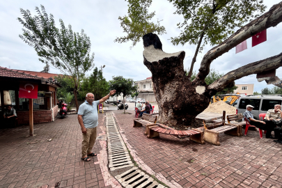Hatay’ın Payas ilçesindeki 500 yıllık çınar ağacı zamana meydan okuyor