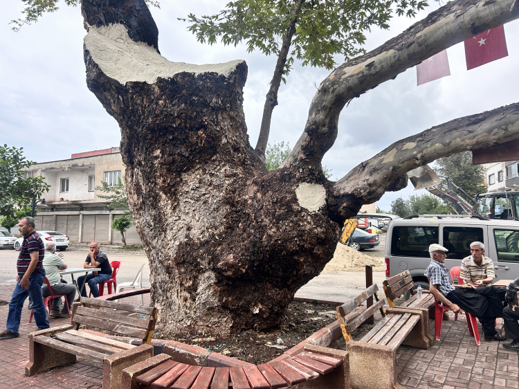 Hatay’ın Payas ilçesindeki 500 yıllık çınar ağacı zamana meydan okuyor 2