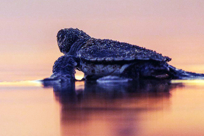 Işık ve beton tehdidine karşı umut yolculuğu