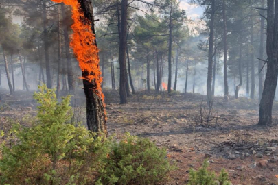Kütahya’da orman yangını: Yıldırım düşmesi 8 dekar alanı etkiledi