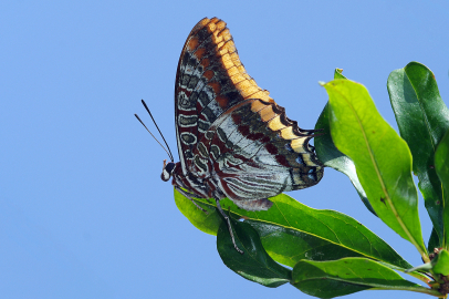 Hatay, Türkiye'nin kelebek haritasında zirvede