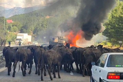 Adana Pozantı’da büyükbaş hayvan yüklü tır alev aldı