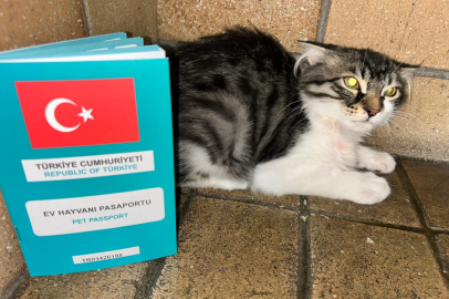 Ankara’da bir binadan kurtarılan Kedi Hollanda yolcusu