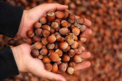 Fındık ihracatında 8 ayda 1 milyar 466 milyon dolarlık gelir