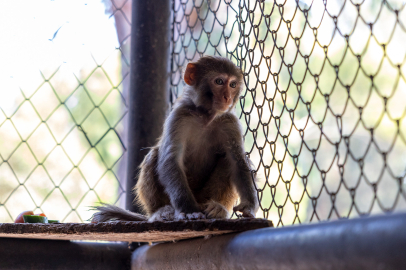 Şiddet gören 'Şeker' yeni yuvasına kavuştu