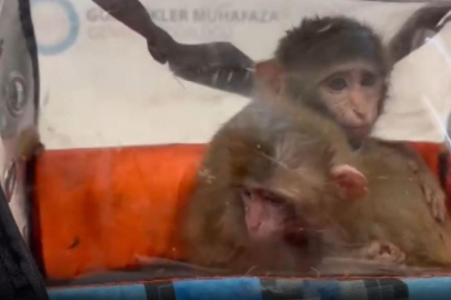 3 Şahin ve 2 makak maymunu Habur Gümrük Kapısı’nda ele geçirildi