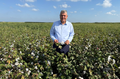 Barut: Pamuk üretimi yok olma tehlikesiyle karşı karşıya