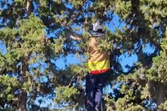 Hatay’da ağaçta mahsur kalan kedi itfaiye ekiplerince kurtarıldı