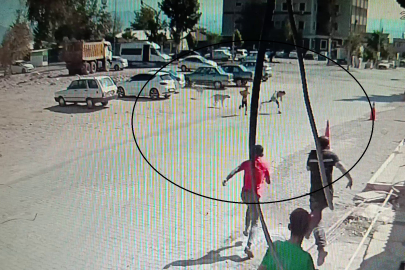 Hatay'da korku dolu anlar kamerada: Sokak köpeklerinin saldırdığı çocukları esnaf kurtardı