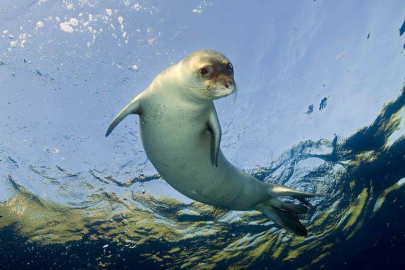 Akdeniz’in nadir canlısı yok olma tehlikesinde