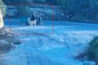 Mersin’de köpek saldırısı!