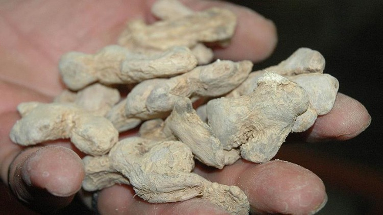 Öksürük İçin Zencefilli Kür