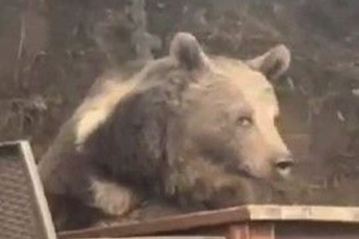 Ankara'da görenleri gülümseten anlar: Milli parktaki ayı, masaya oturup servis bekledi