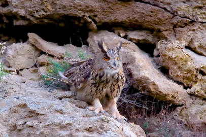 Türkiye’nin en büyük baykuşu ‘Puhu’, Sivas’ta görüntülendi