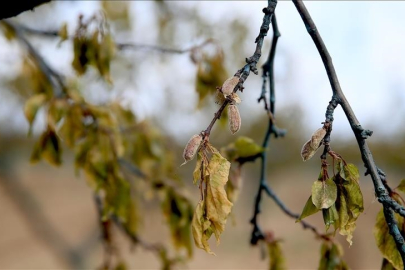 Ürünleri zarar gören çiftçilere zirai don desteği
