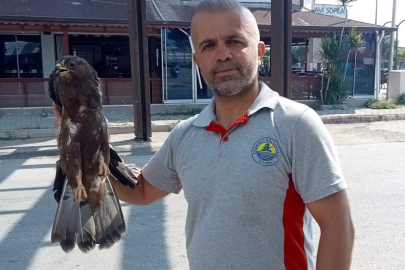 Bitkin halde bulunan şahin koruma altına alındı