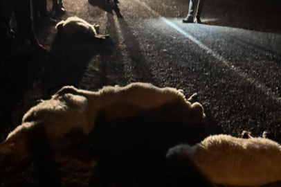 Adana Kozan’da otomobil sürüye çarptı: 11 koyun telef oldu