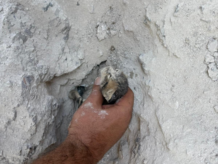 Hatay’da gider borusuna sıkışan yavru kedi itfaiye tarafından kurtarıldı! 2