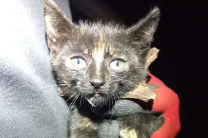 İtfaiyenin müdahalesiyle mazgaldan kurtarılan yavru kediye “Mazgal” adı verildi