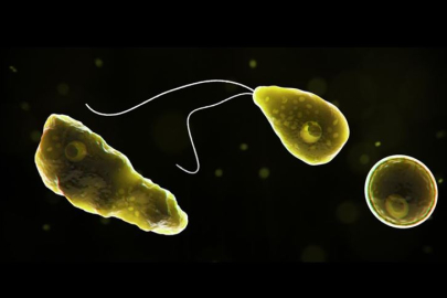 Beyin yiyen amip nedir? Türkiye'de görüldü mü?