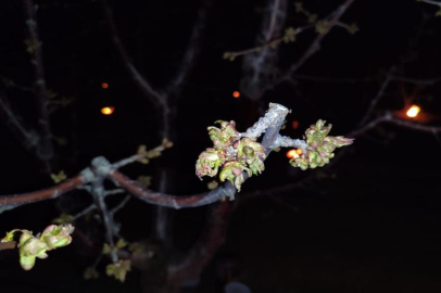 Zirai don zararına uğrayan çiftçilere destekleme ödemesi yapılacak