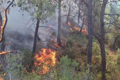Adana'da çıkan orman yangınları söndürüldü