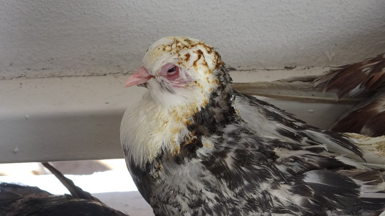 antalya orman yangını