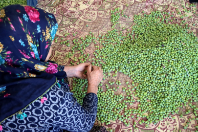 Lezzet yolculuğu halhalı zeytinle başlıyor