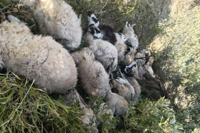 Tunceli’de hayvan izdihamı: 29 koyun telef oldu