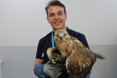 Sivas'ta kanadından vurulan kızıl şahin, tedavi altına alındı