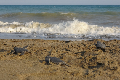 Mersin sahillerinde 210 bin yavru deniz kaplumbağası Akdeniz’le buluştu