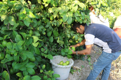 Limon hasadı 25 ve 27 Eylül tarihlerinde başladı